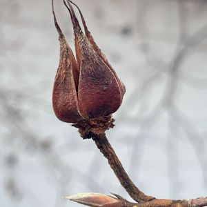 ナツツバキ,ナツツバキ(沙羅の木),ナツツバキの実,ナツツバキの冬芽,夏椿の蕾の画像