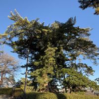 イヌマキ,スマホ,おでかけ先,小田原城城址公園,ちん里うの画像