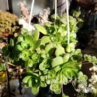 オルビキュラリス,多肉植物,観葉植物,クラッスラ属,多肉植物とサボテンの画像