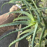 アロエ,アロエ,今日のお花,散歩道の花の画像
