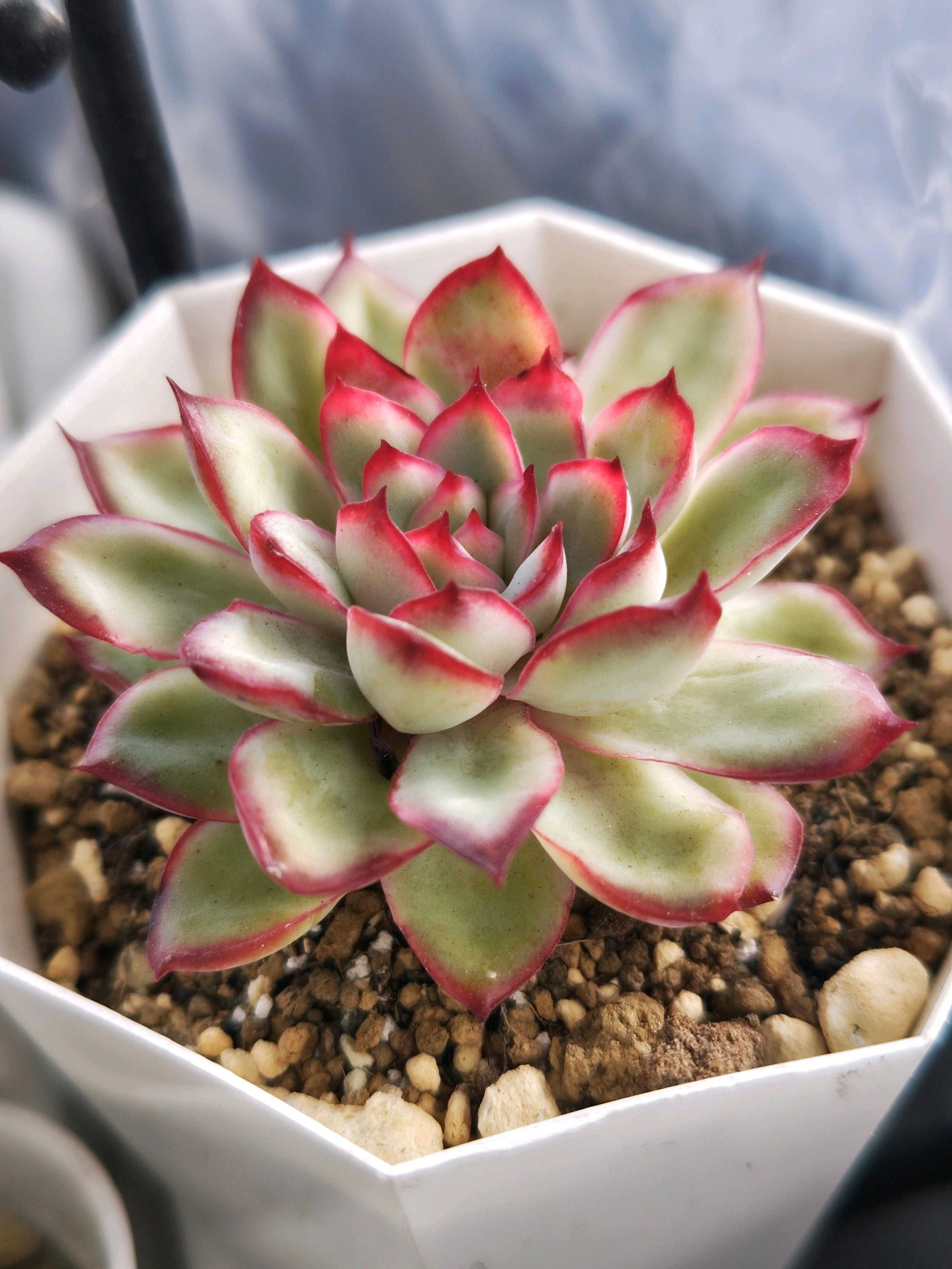 メキシコポルデンシスの一覧｜🍀GreenSnap（グリーンスナップ）