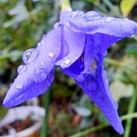 ハボタン,葉牡丹,モレア ポリスタキア,モラエア ポリスタキア,秋咲きアヤメの画像