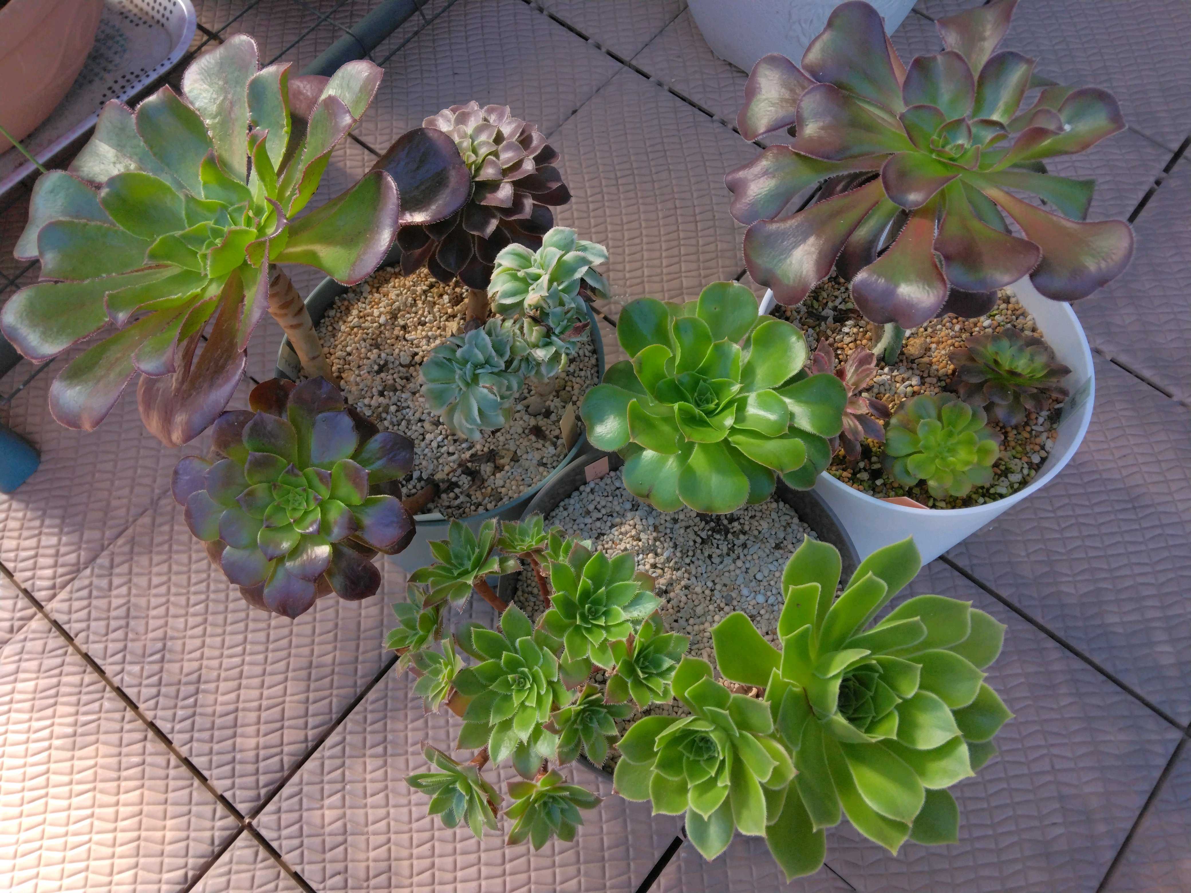 アエオニウムまとめ｜🍀GreenSnap（グリーンスナップ）