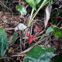 ハヤトウリ,ハナミョウガ,花のある暮らし,一の宮参り,聖林寺の画像