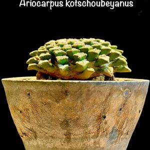 Ariocarpus kotschoubeyanus,カクタス広瀬,かみ山陶器,信楽金彩鉢,窓辺の画像