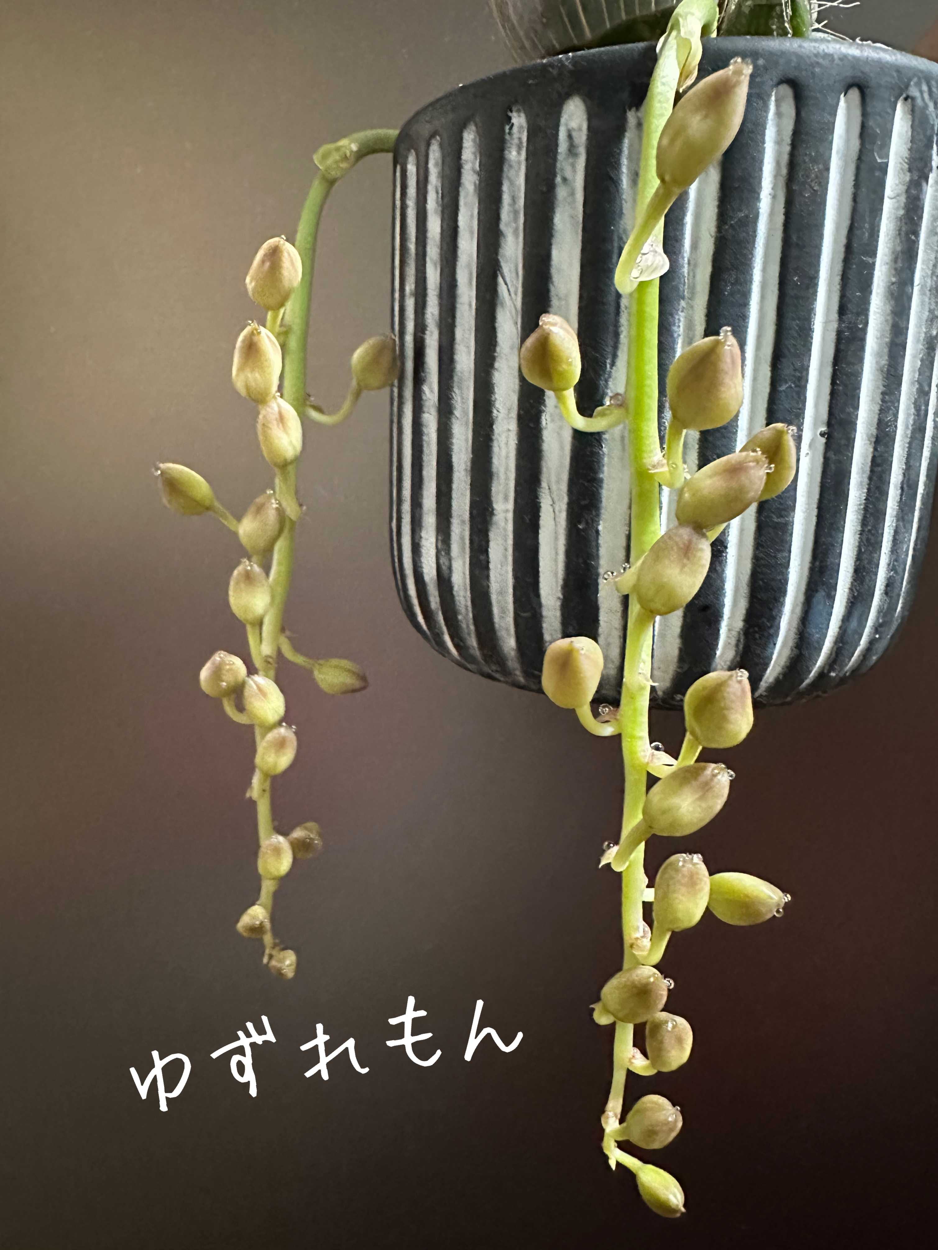 ３　Clowesetum Penang Waltz　洋ラン　洋蘭　タケノコ蘭 Clowesetum Penang Waltz ペナンワルツ 洋ラン タケノコ蘭 Clowesetum