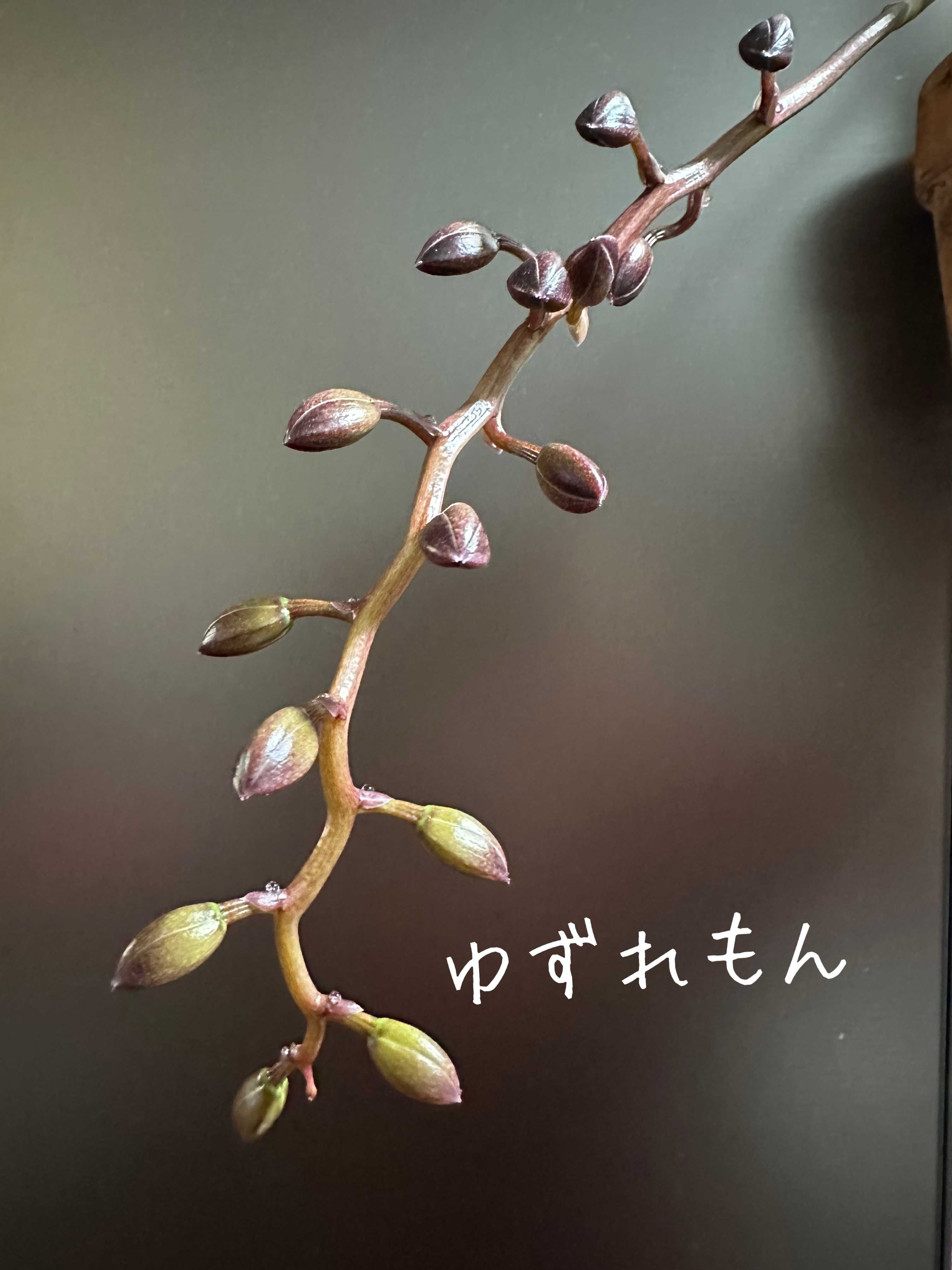 花芽の投稿画像 by ゆずれもんさん｜可愛いと花のある暮らしとブラック