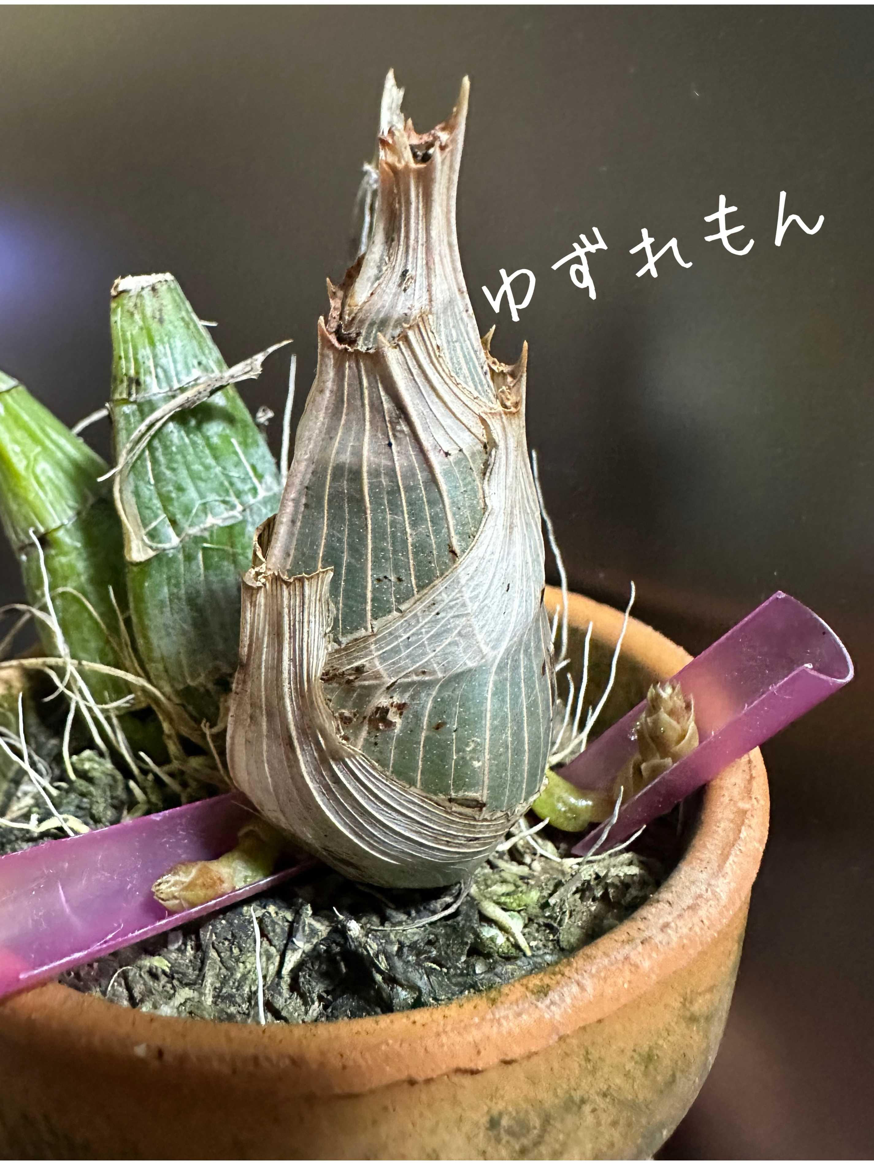 花芽の投稿画像 by ゆずれもんさん｜可愛いと花のある暮らしとブラック