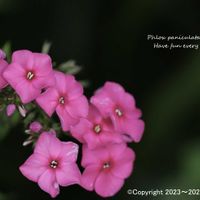 セダム,塊根植物,紫の花,北海道,多肉女子の画像