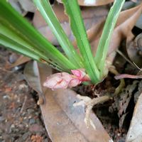 吉祥草,キチジョウソウ,キチジョウソウの蕾,キチジョウソウの地下茎,花言葉の画像