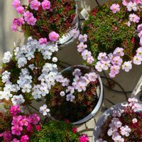 オキザリス,Oxalis glabra pinky white,Oxalis glabra Ice Firefly,Oxalis glabra Winter Dream,Oxalis glabra Snow Ballの画像