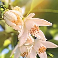 柚子,柚子の花,ユズ,今日のお花,ムクロジ目ミカン科の画像