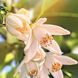 柚子,柚子の花,ユズ,今日のお花,ムクロジ目ミカン科の画像