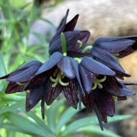 クロユリ,高山植物,クロユリ（黒百合）,咲くやこの花館,ユリ科バイモ属の画像