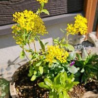 オミナエシ,日曜ビタミンカラー♪,日曜日は日本を感じる和の花の画像