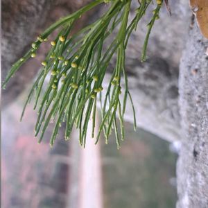 マツバラン,シダ植物,古典園芸植物,多年草,着生植物の画像