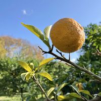 ユズ,今日のお花,ミヤマホオジロ。の画像