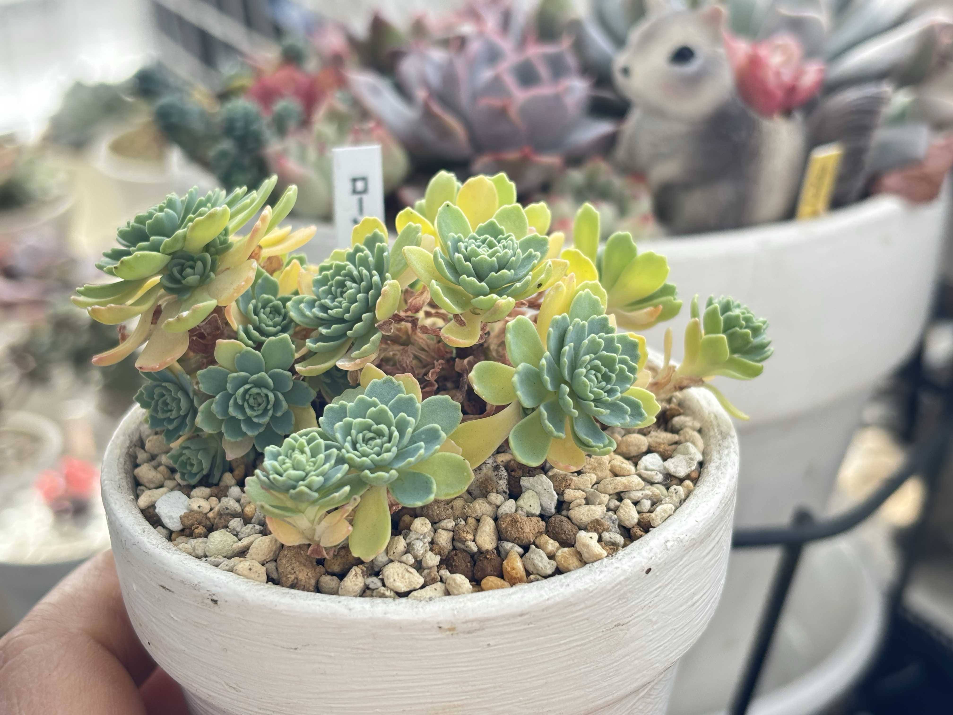 くまこさま　ローズセダム　★ セダム モコランド | PROVEN WINNERS (PW)【植物の国際ブランド】