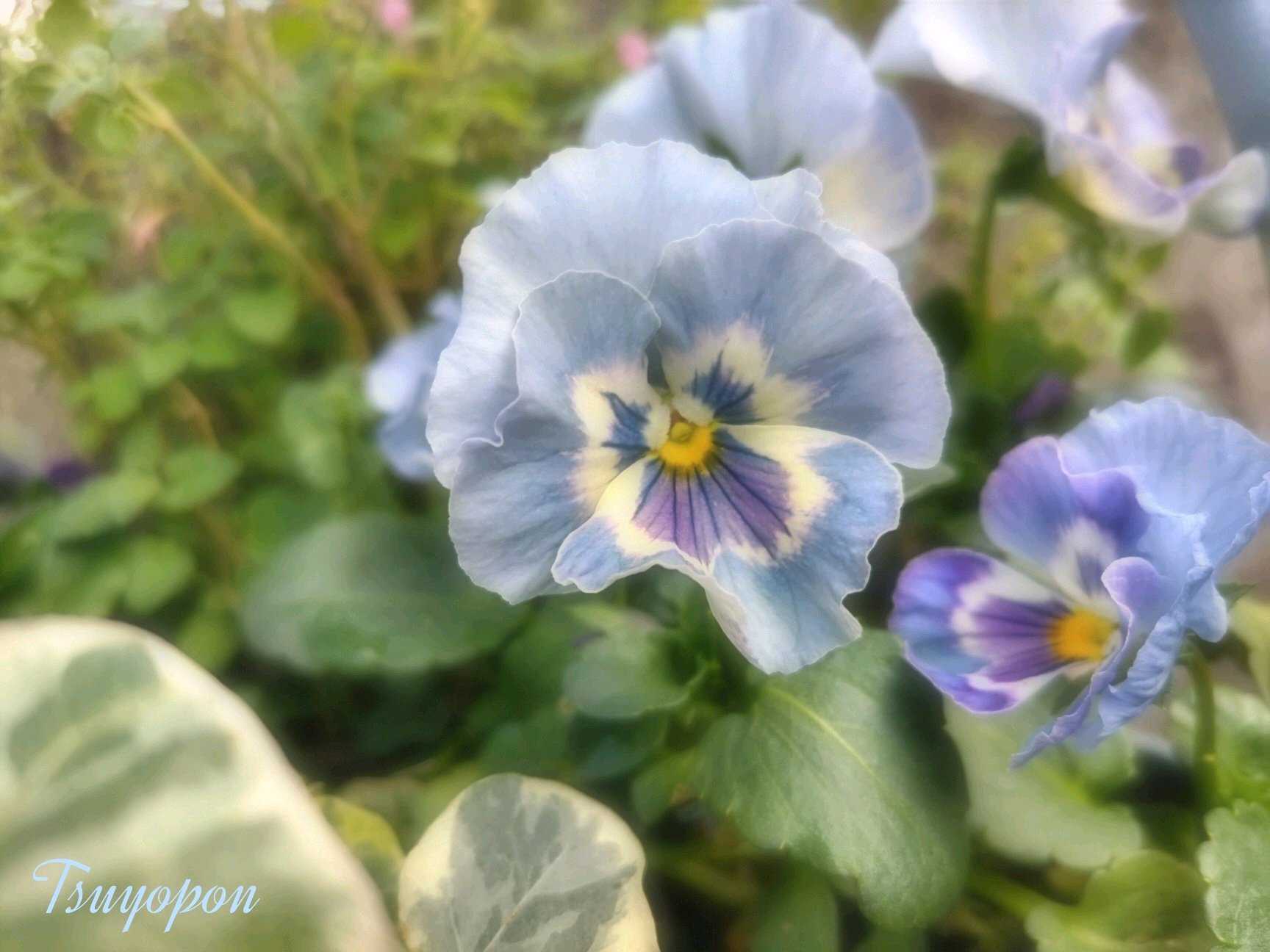 ガーデニングの投稿画像 by つよぽんさん｜花のある暮らしとビオラ