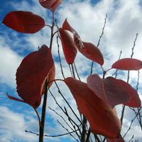 ジューンベリー,ポチ,ポチ,自宅の周りの植物の画像