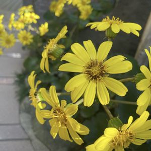 ツワブキ,散歩,今日のお花,エントランス,お出かけ先の画像