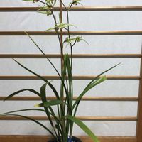 シンビジウム,寒蘭, 山野草,カンラン,赤い花の画像