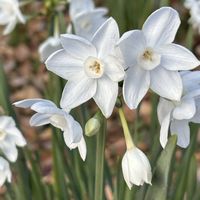 アジアンタム,スイセン ペーパーホワイト,白い花,千葉市都市緑化植物園,チーム千葉✿︎の画像