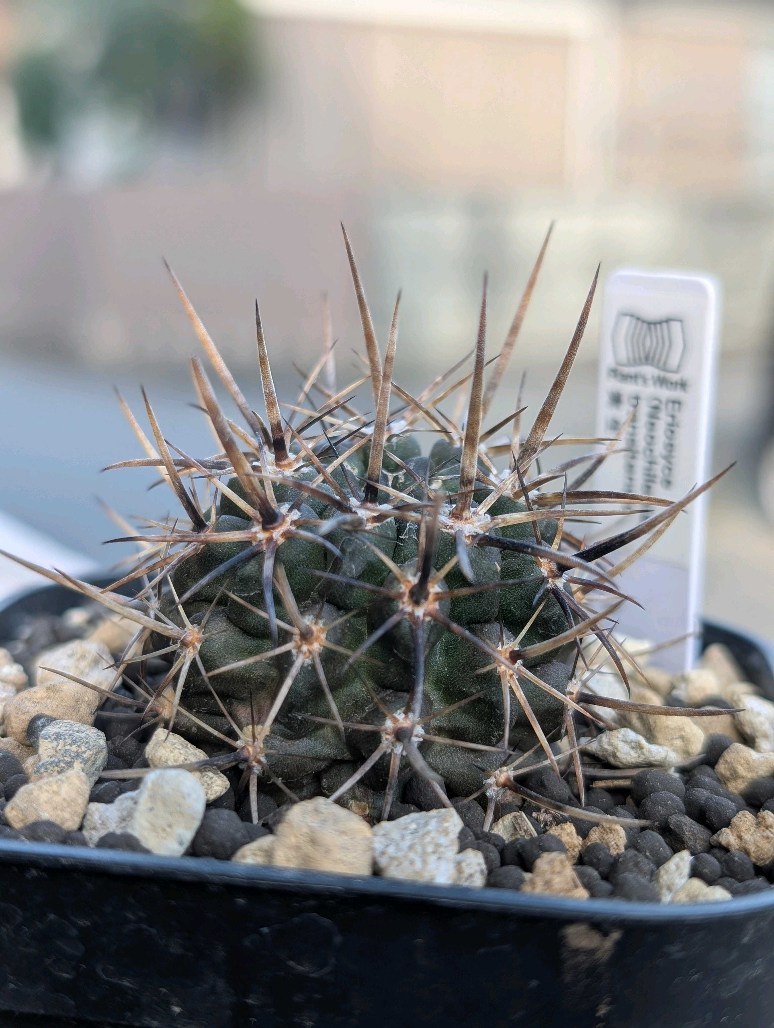 オクルタ　エリオシケ　群生希少大苗国内繁殖　鉢ごと発送（コピアポア塊根植物） Yahoo!オークション -「エリオシケ オクルタ」(観葉植物) の落札相場