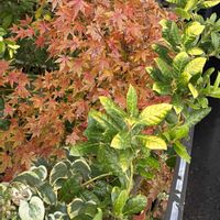 モミジ,モミジ,紅葉,紅葉,クリスマスホーリーの画像