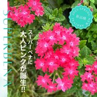 バーベナ,美女桜,ビジョザクラ（美女桜）,ガーデニング,ガーデニング初心者の画像