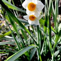 ニホンスイセン,雪中花,ヒガンバナ科,植栽,有毒植物の画像