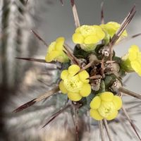 多肉植物,ユーフォルビア,接ぎ木,ユーフォルビアの花の画像