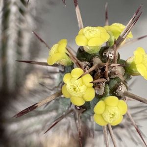 多肉植物,ユーフォルビア,接ぎ木,ユーフォルビアの花の画像