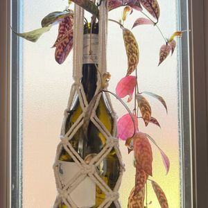 エスキナンサス・マルモラタス,観葉植物,ジャングル,ジャングル化計画,部屋の画像