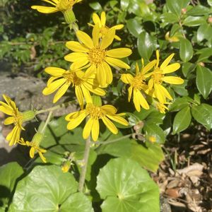 ツワブキ,日本庭園,徳川園,今日のお花,お出かけ先の画像