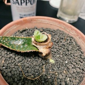 アロエ,アロエ フラミンゴ,多肉植物,子株,観葉植物の画像