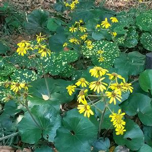 ツワブキ,ツワブキ,花散歩,ハンギングバスケット,GS今日のお花の画像