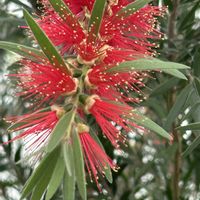 ブラシノキ,沖縄に咲く花,お出かけ先の画像