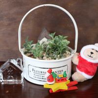 ビアホップ ,ドルフィンネックレス,多肉植物,多肉初心者,ガラスの画像