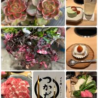 メラコ,ハツユキカズラ（初雪カズラ),多肉大好き,多肉女子,お花も好きの画像