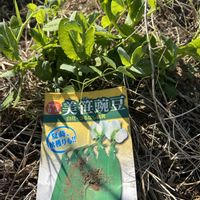 えんどう豆,#野菜遺産プロジェクト,かわいい,野菜遺産,野菜遺産  美笹豌豆の画像