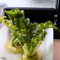 大根の葉水栽培,大根の葉,窓辺の植物,野菜 水耕栽培,自己流ガーデニングの画像