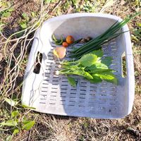 キク,トマト,椎茸,椎茸,椎茸の画像