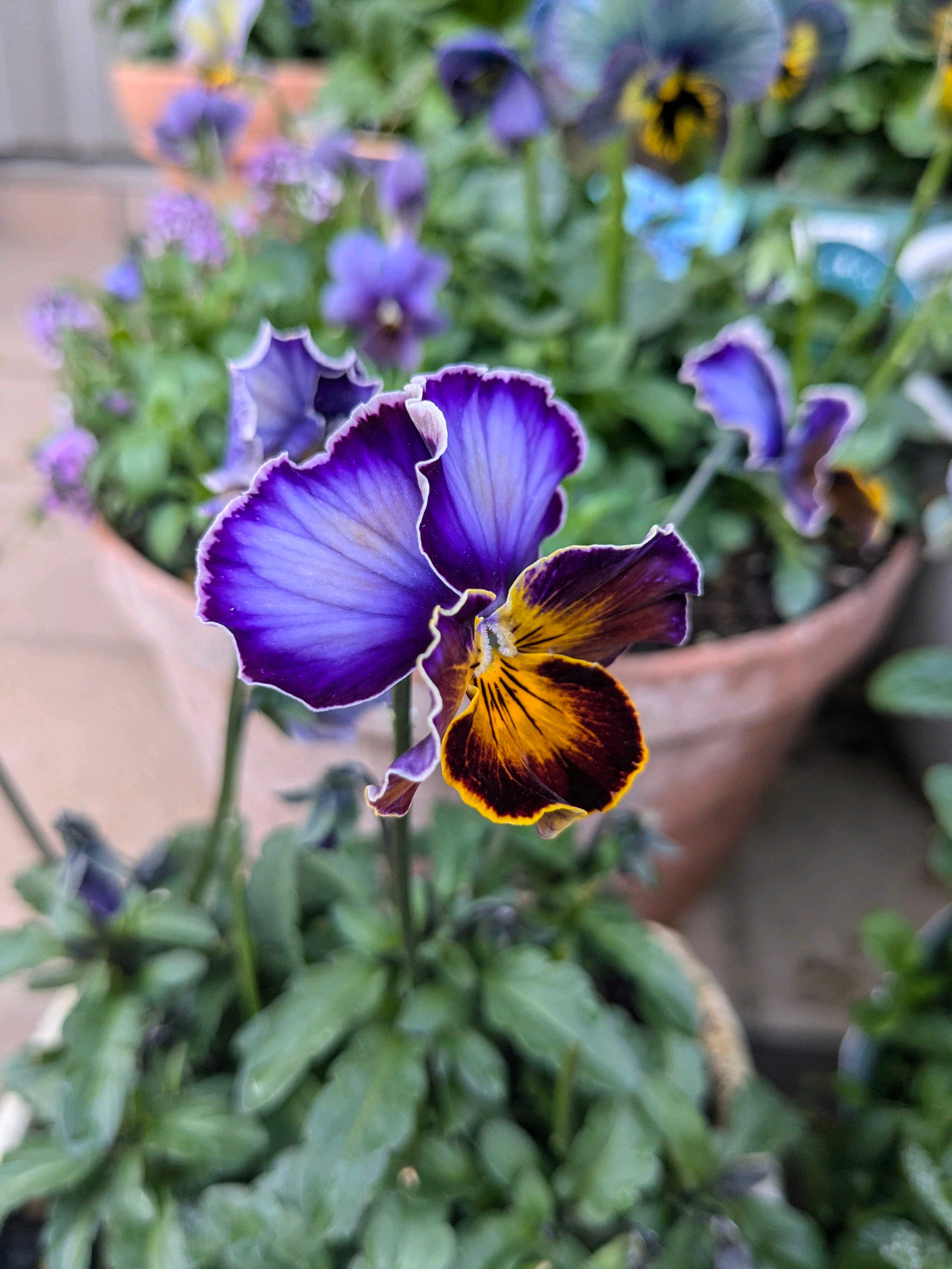 ウーゲデールのビオラ・パンジーカタログ2024｜🍀GreenSnap