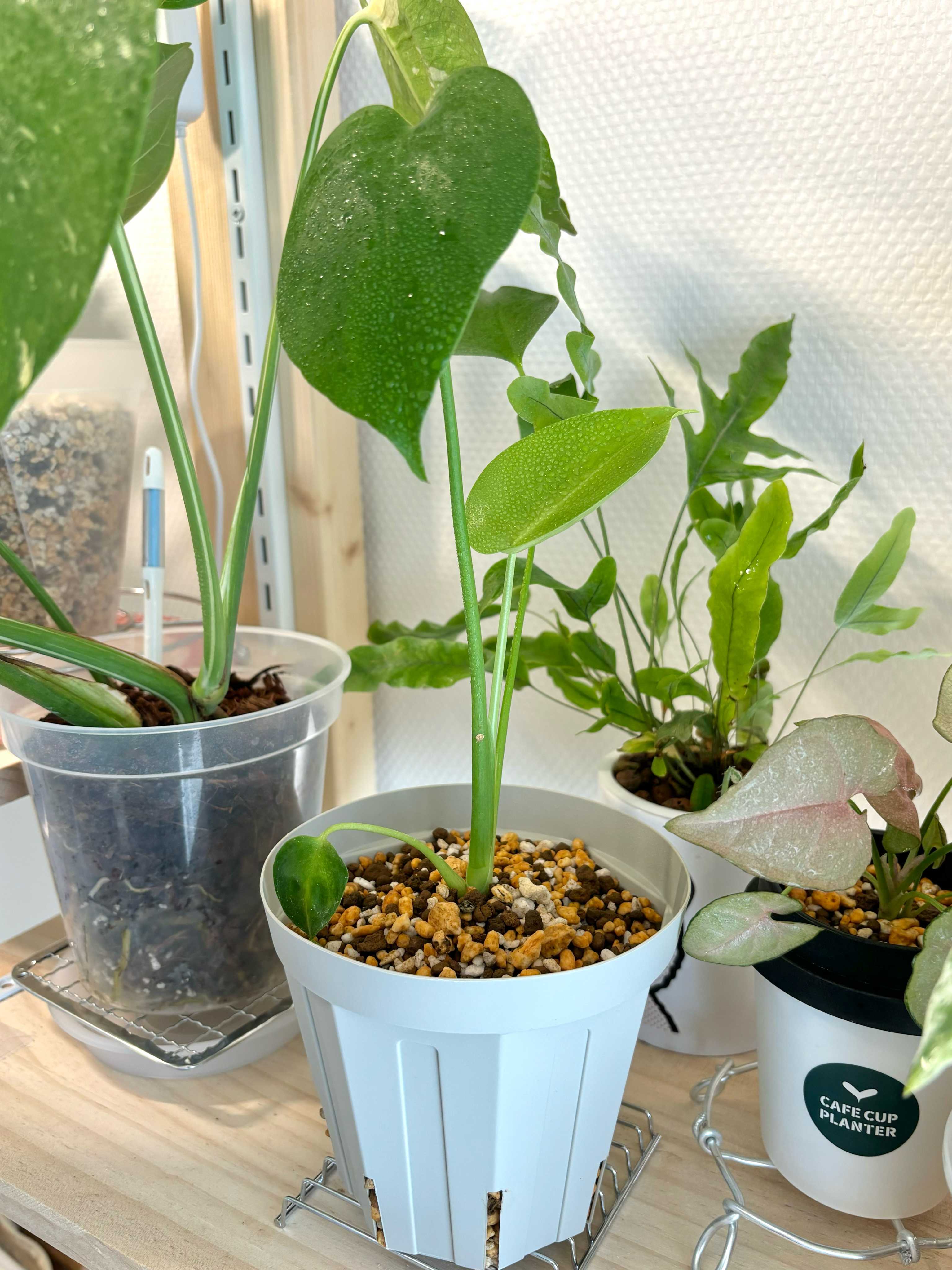 成長点の向き2 ビカクシダの森