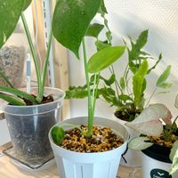 モンステラ,ビカクシダ,観葉植物,初心者の画像