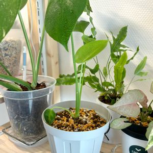 モンステラ,ビカクシダ,観葉植物,初心者の画像