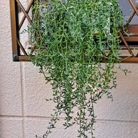 ビオラ,ドルフィンネックレス,ドルフィンネックレス,かおりんさんのリメイク缶,健康は宝の画像