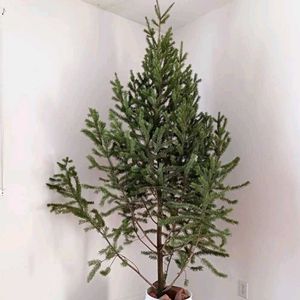 クリスマスツリーの木,Douglas fir,クリスマスツリー,カナダ,ダグラスファーの画像