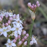 サザンカ,サザンカ,ジャーマンアイリス,ニラ,酔芙蓉の画像